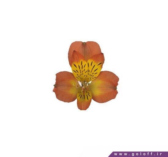 تک شاخه گل آلسترومریا فواگو - Alstroemeri | گل آف